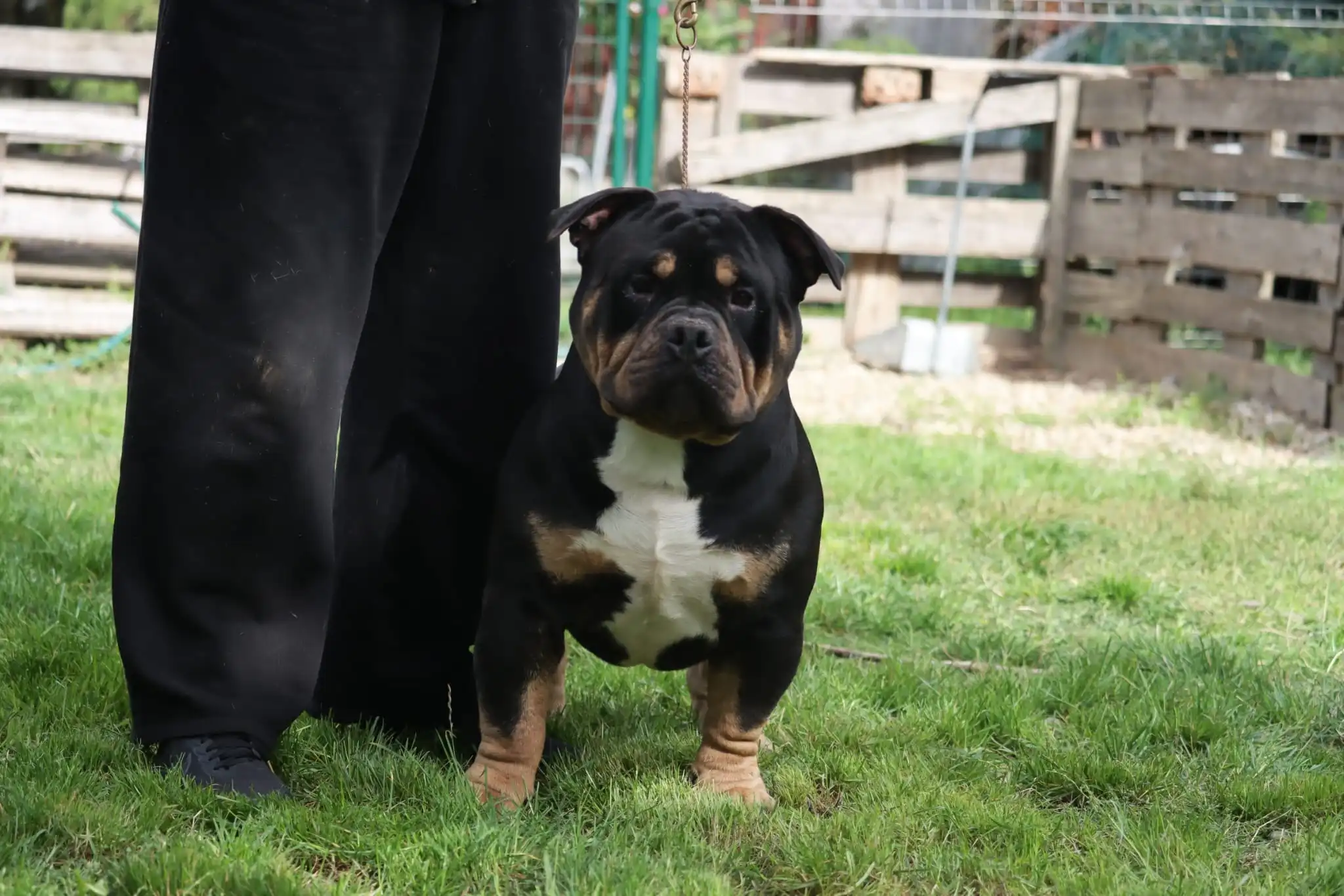 American Bully VS Bullyz Negru Voda