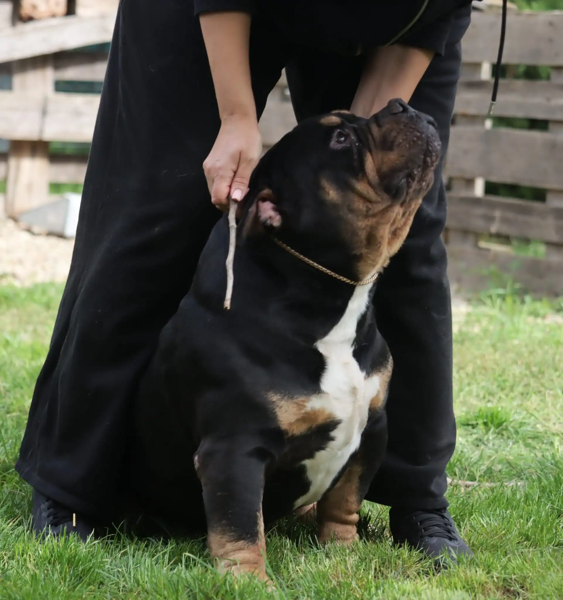 American Bully VS Bullyz Negru Voda