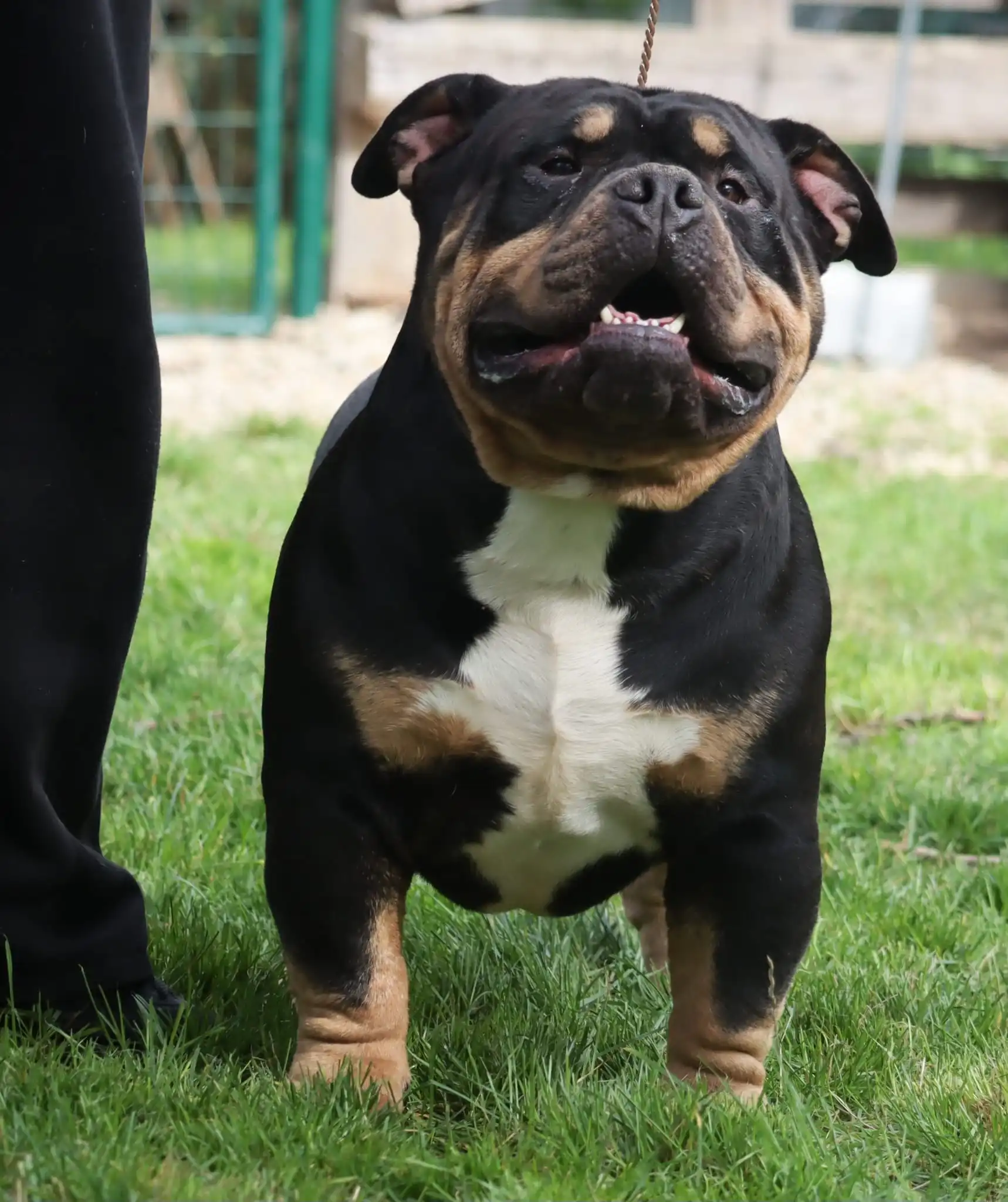 American Bully VS Bullyz Negru Voda