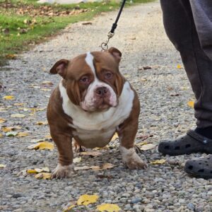 VS Bullyz Bolo