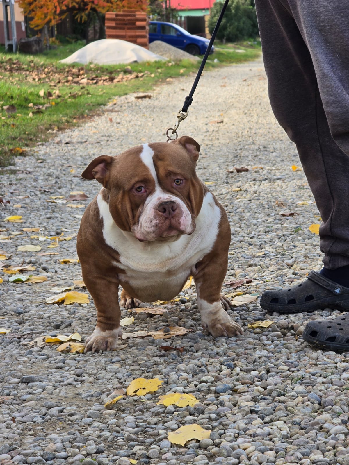 VS Bullyz Bolo