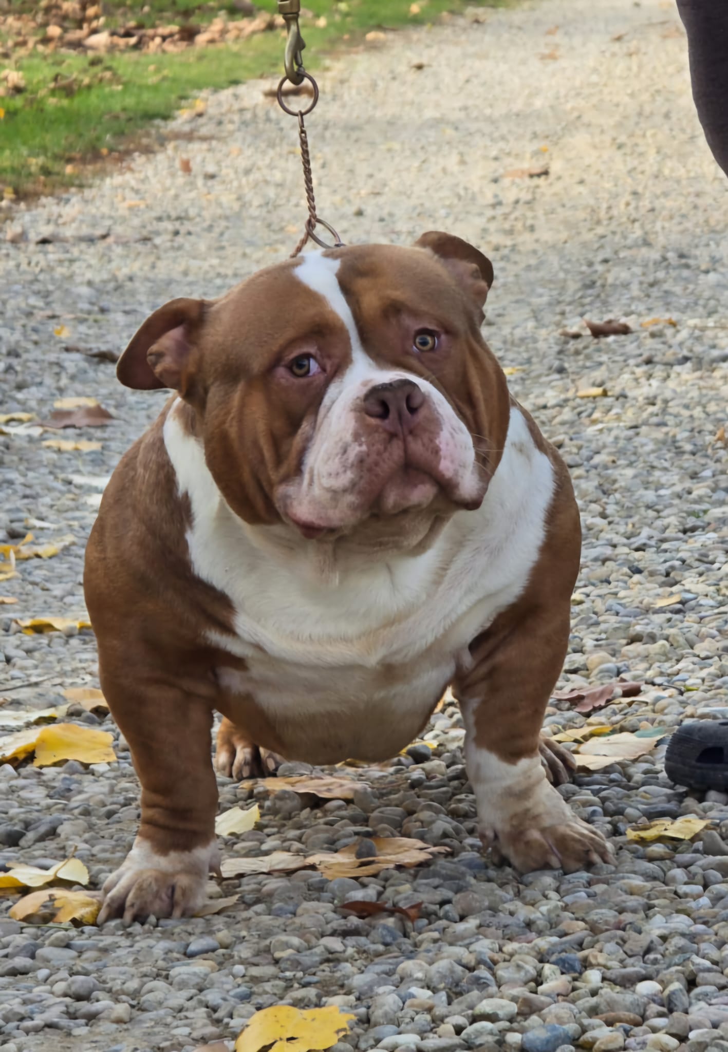 VS Bullyz Bolo - Image 5