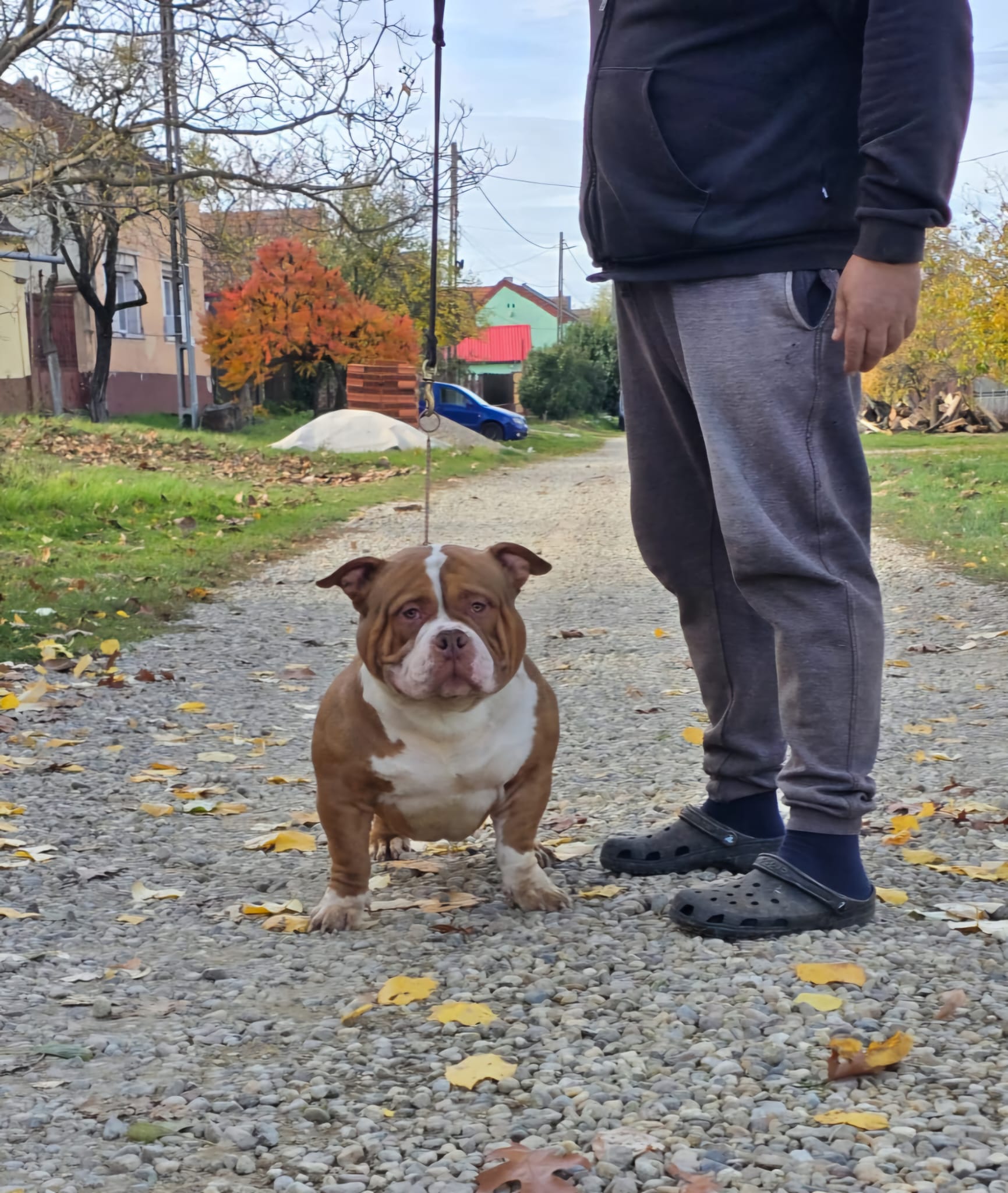 VS Bullyz Bolo - Image 4