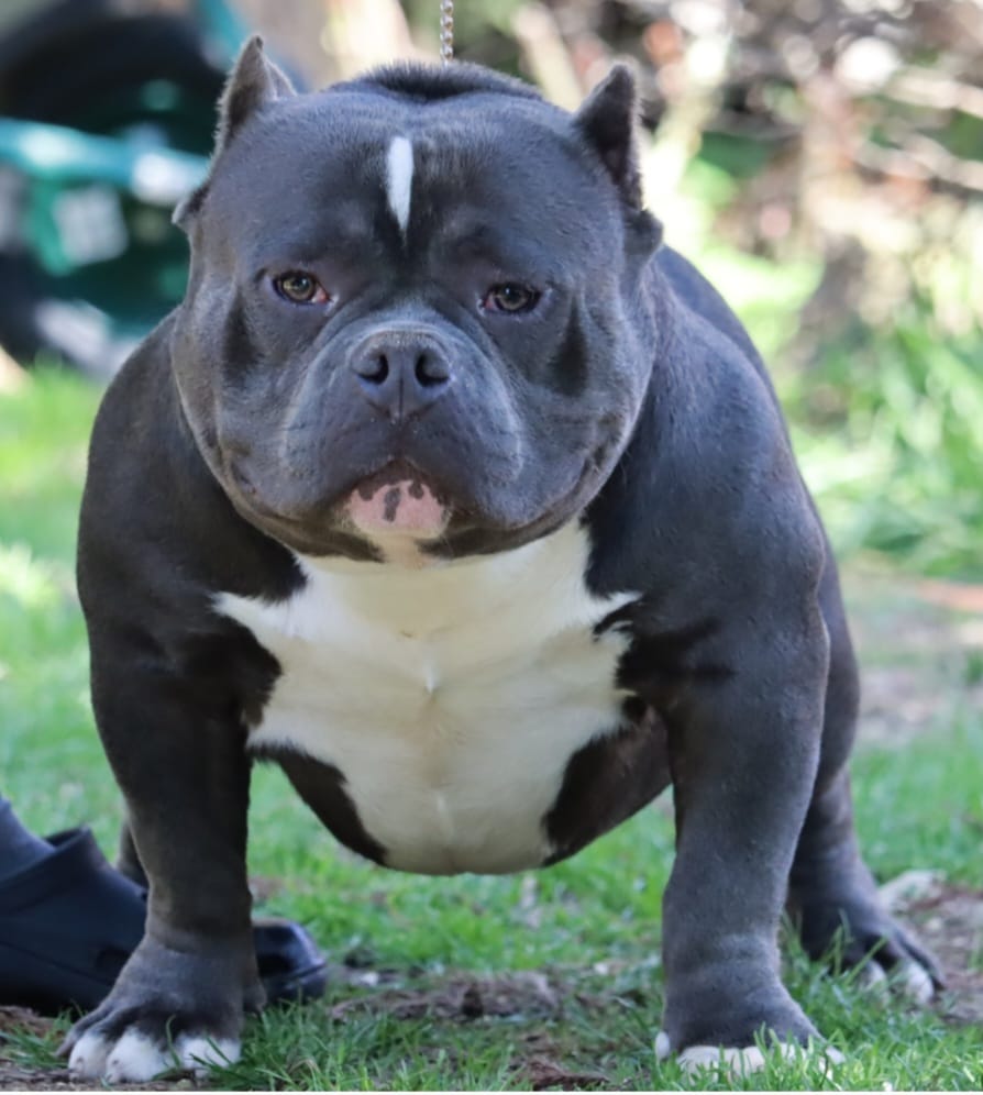 VS Bullyz Brimmie - Image 4