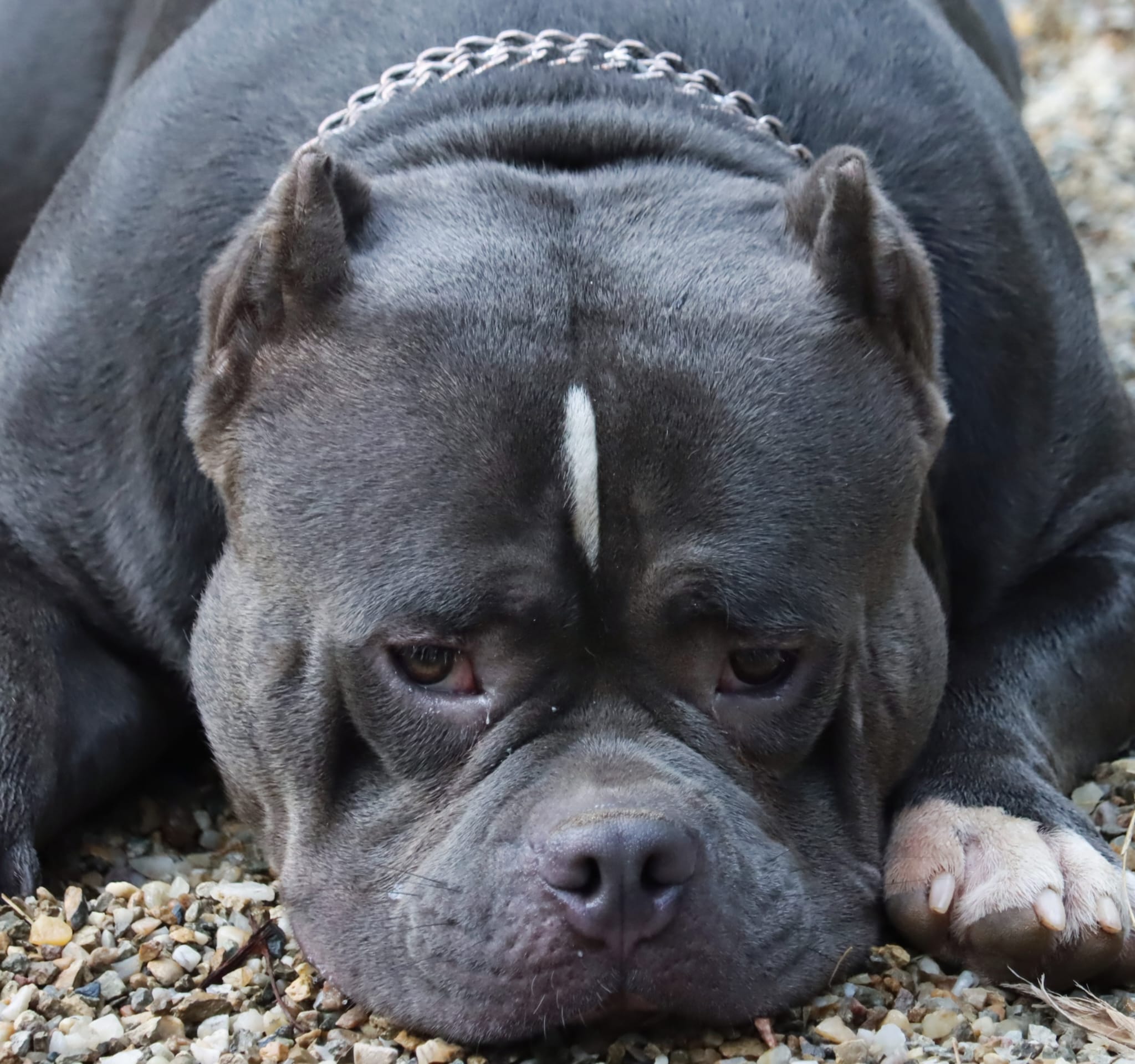 VS Bullyz Brimmie - Image 3