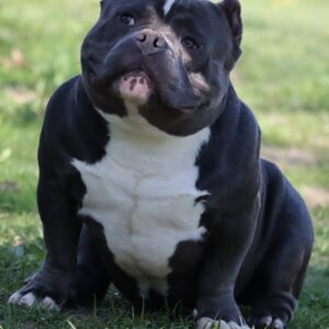 VS Bullyz Brimmie​