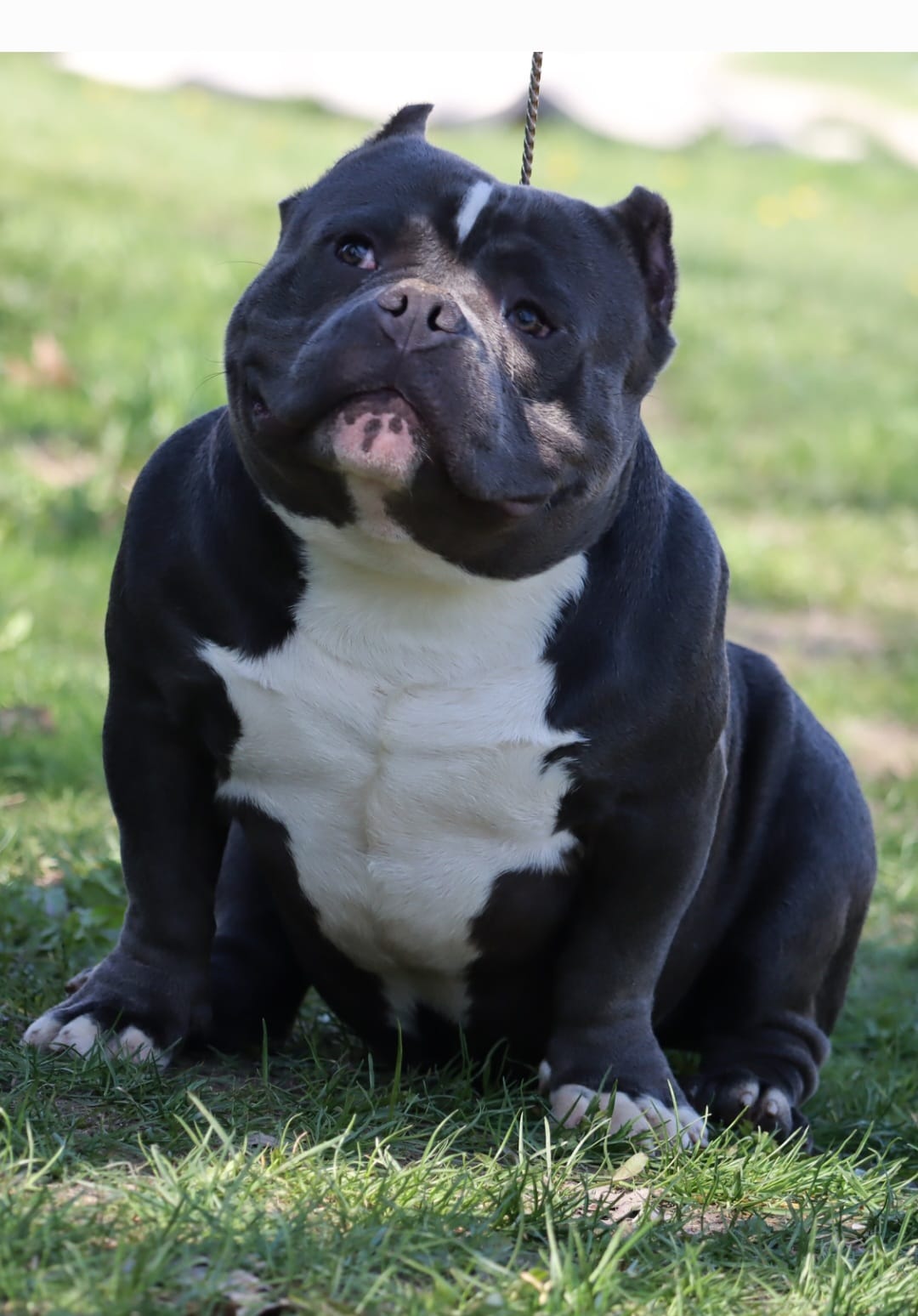 VS Bullyz Brimmie