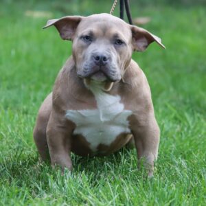 VS Bullyz Bullstrong X VS Bullyz Cristal Male