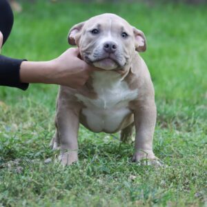 VS Bullyz Bullstrong X VS Bullyz Cristal Female