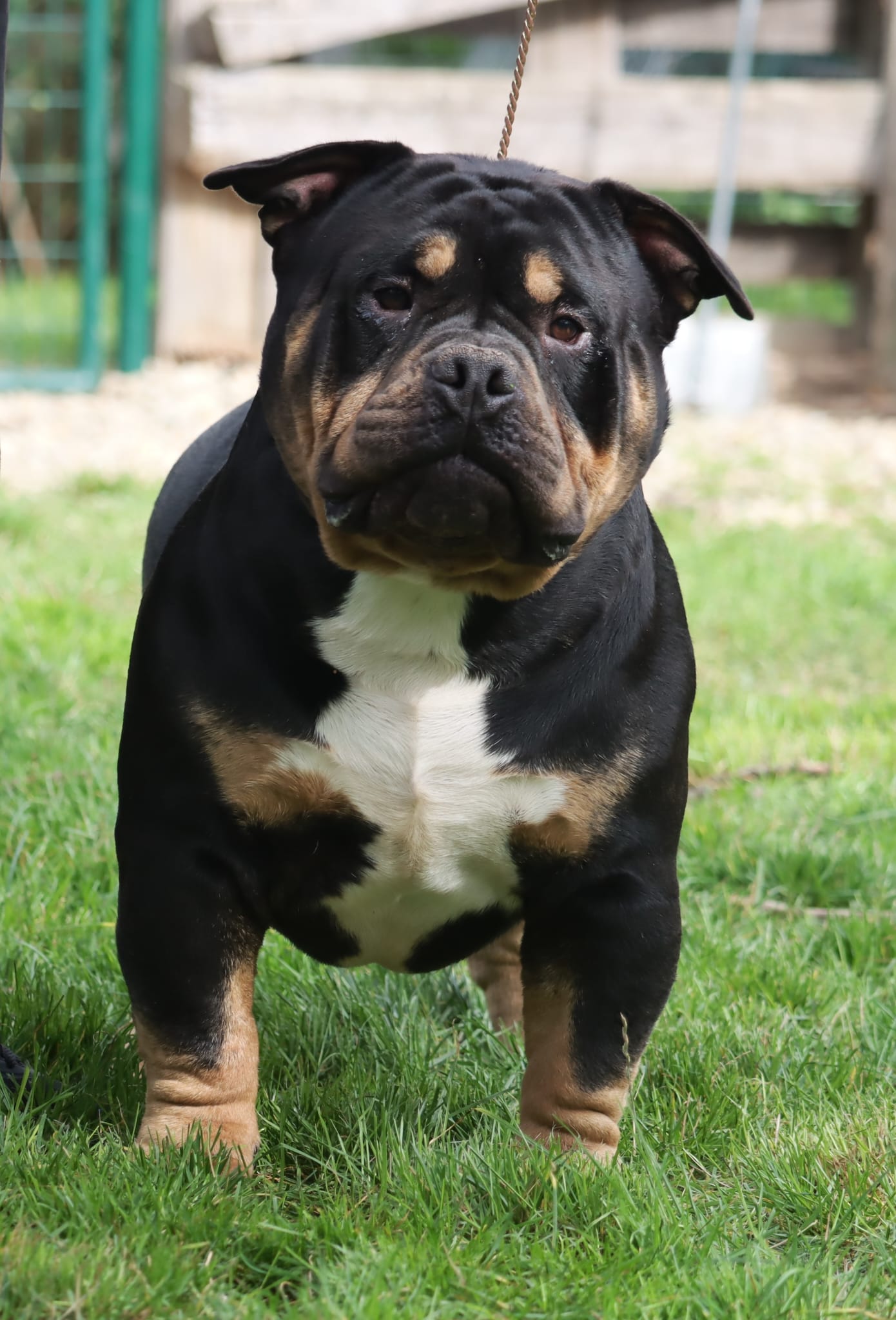 VS Bullyz Negru Voda - Image 5