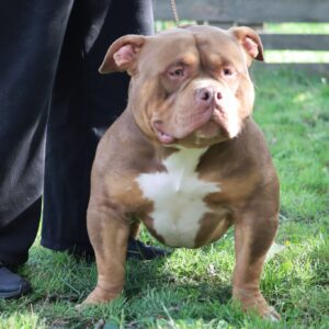 VS Bullyz Superstar