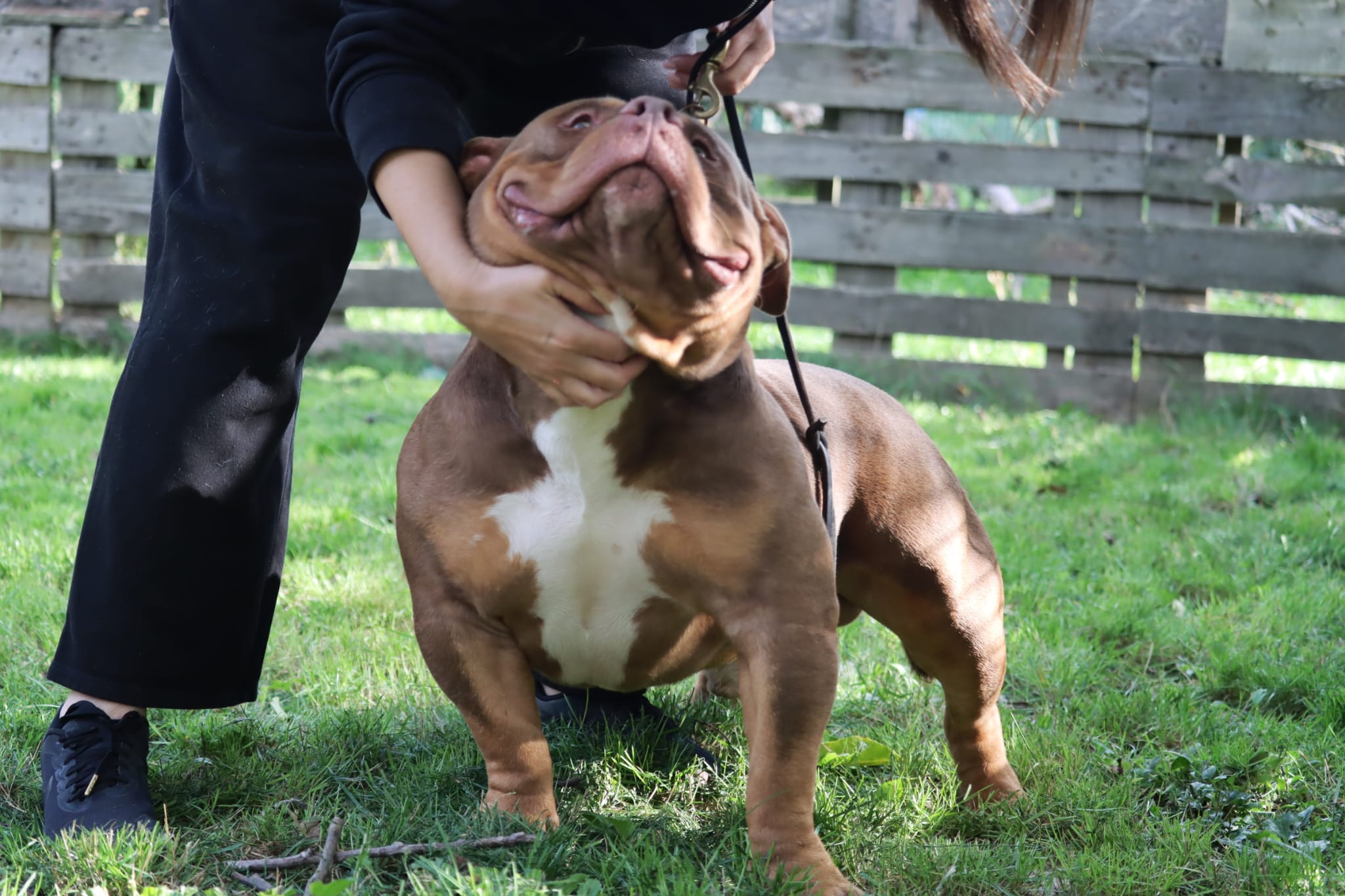 VS Bullyz Superstar - Image 2
