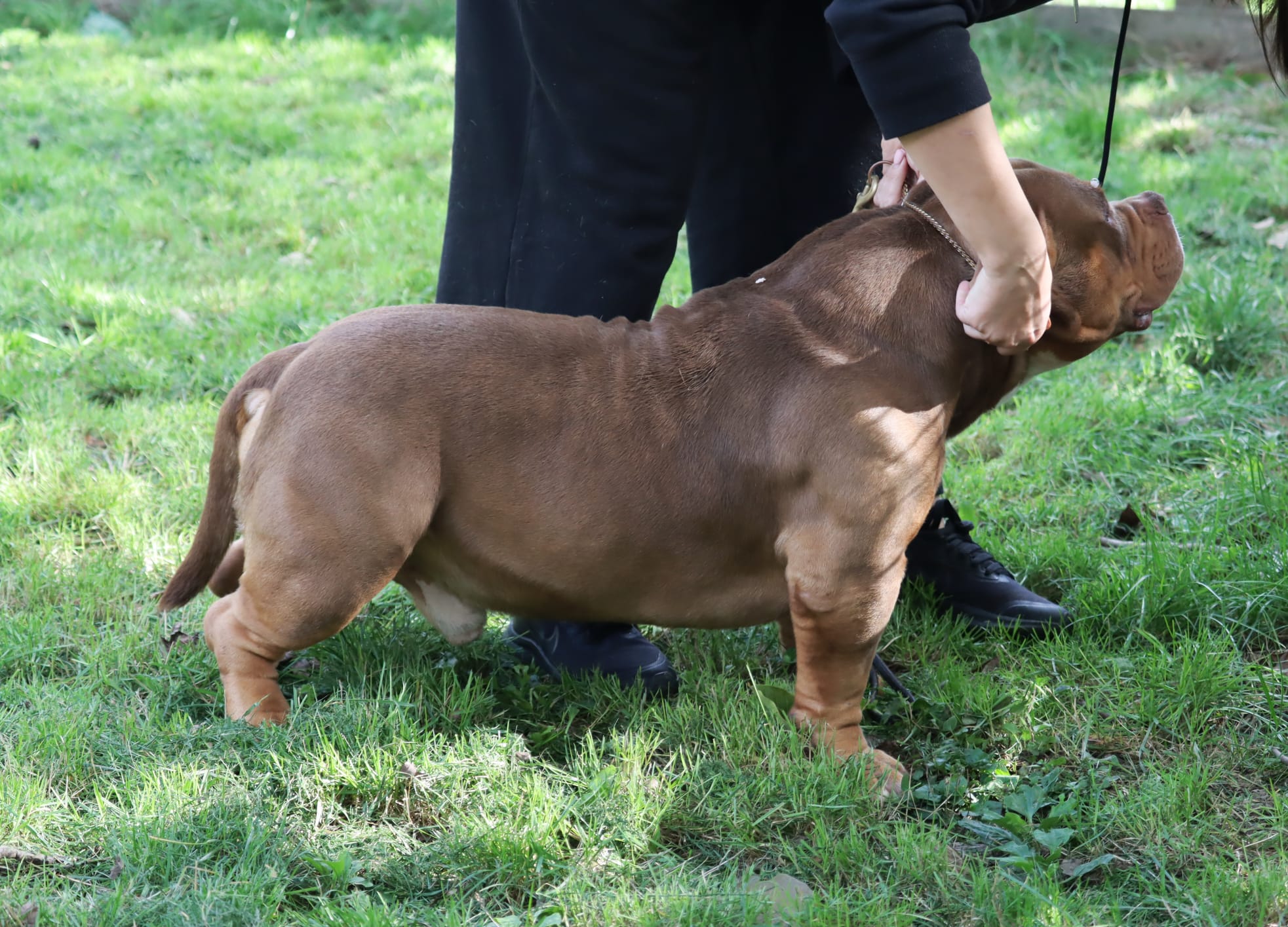 VS Bullyz Superstar - Image 3