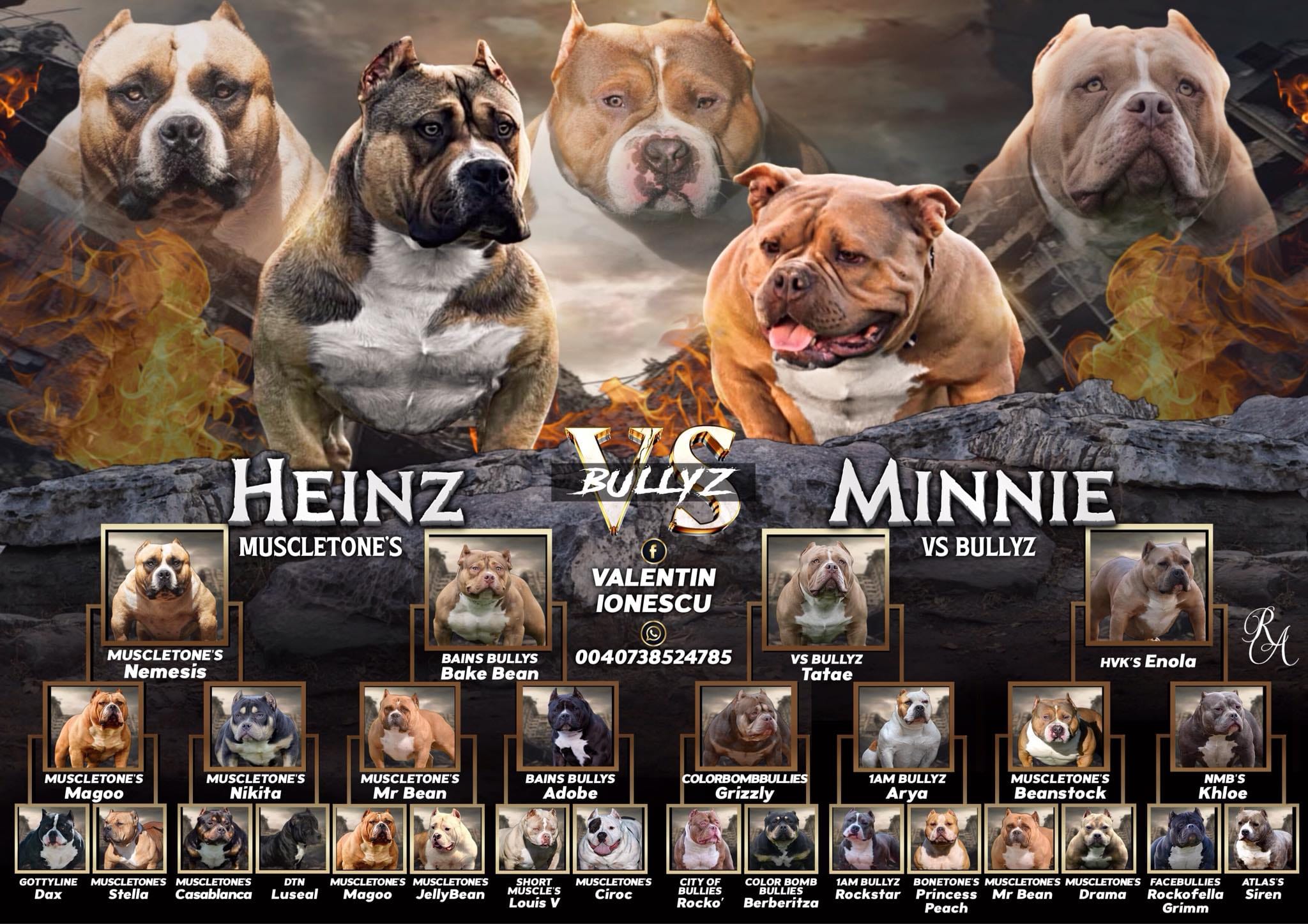 VS Bullyz Bolo - Image 6