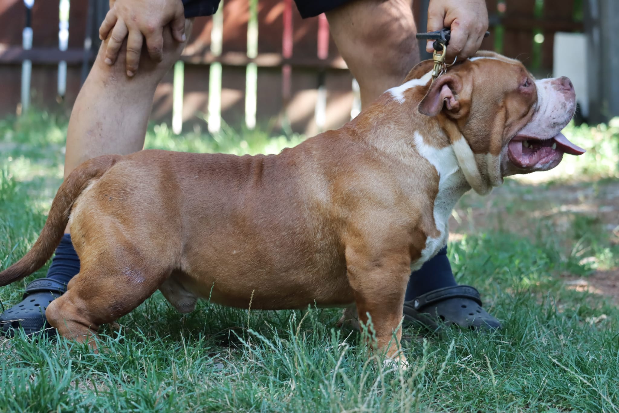 VS Bullyz Bolo - Image 3