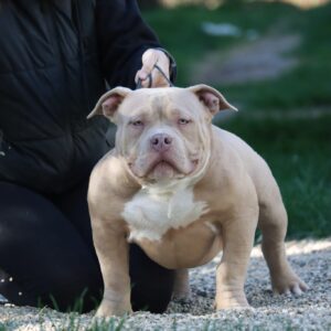 VS Bullyz Bolo X VS Bullyz Bullycia Male