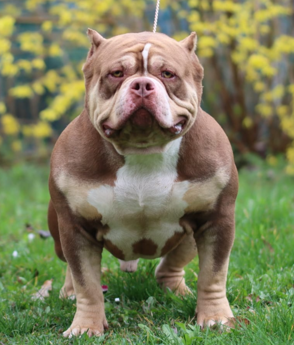 Americal Bully Twix 6