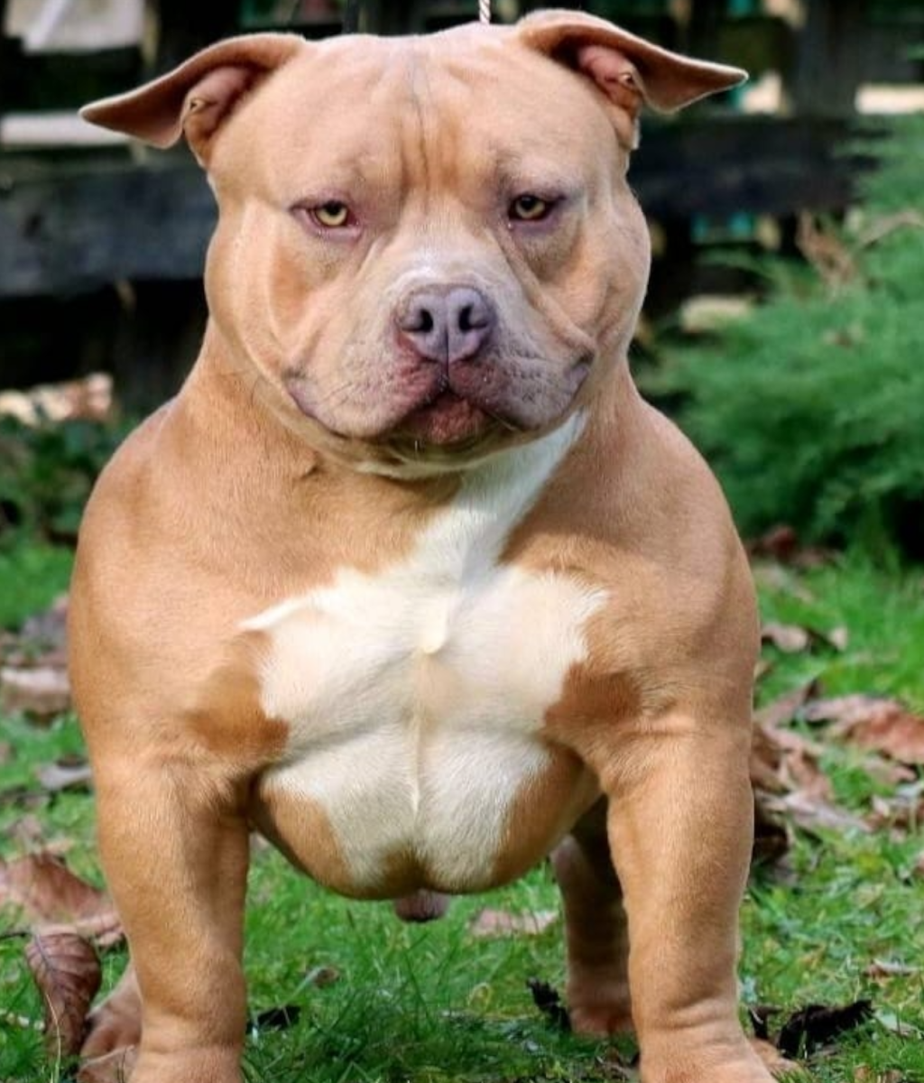 American Bully Atom 2
