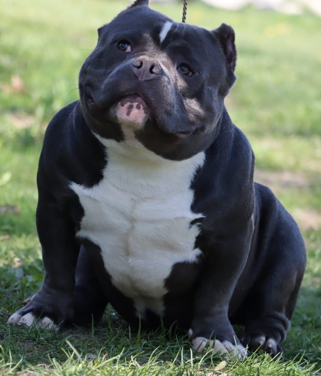 VS Bullyz Brimmie (5)
